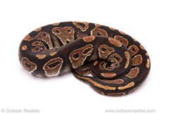 ball python for sale