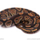 ball python for sale