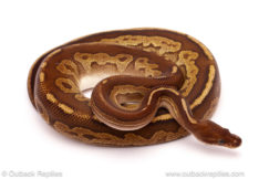 ball python for sale