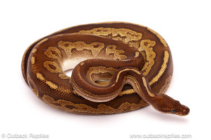 ball python for sale