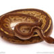ball python for sale