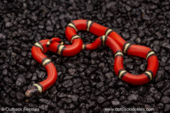 cosala sinaloan milk snake for sale