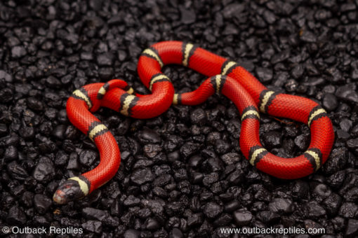 cosala sinaloan milk snake for sale