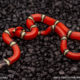 cosala sinaloan milk snake for sale