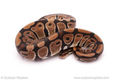 Desert ghost clown ball python for sale