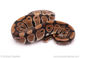Desert ghost clown ball python for sale