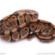Desert ghost clown ball python for sale