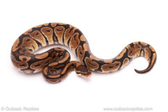 ball python for sale