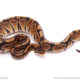 ball python for sale