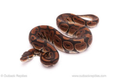 ball python for sale