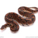 ball python for sale