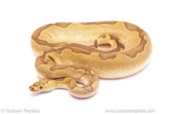 ball python for sale