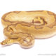 ball python for sale