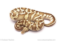 ball python for sale