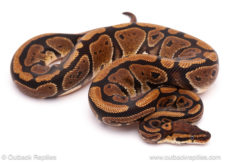 ball python for sale