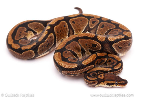 ball python for sale