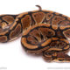 ball python for sale