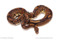 ball python for sale