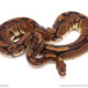 ball python for sale