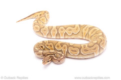 ball python for sale