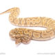 ball python for sale
