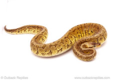 ball python for sale