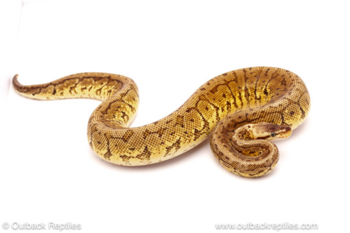 ball python for sale