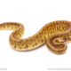 ball python for sale