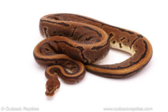 ball python for sale