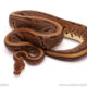 ball python for sale