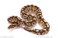 ball python for sale