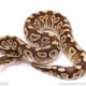 ball python for sale