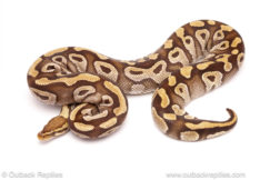 ball python for sale