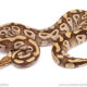 ball python for sale