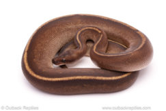 ball python for sale