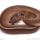 ball python for sale