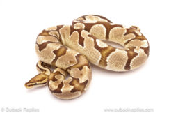 ball python for sale