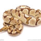 ball python for sale