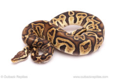 ball python for sale