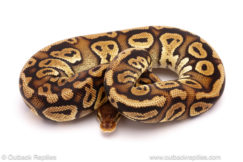 ball python for sale
