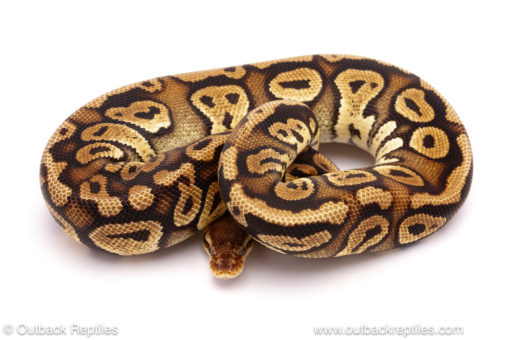 ball python for sale