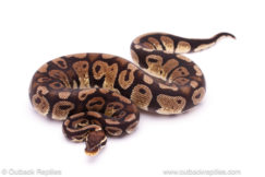 Pastel Sable het DG ball python sale