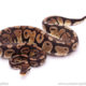 Pastel Sable het DG ball python sale