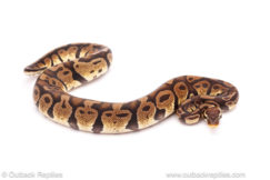 ball python for sale