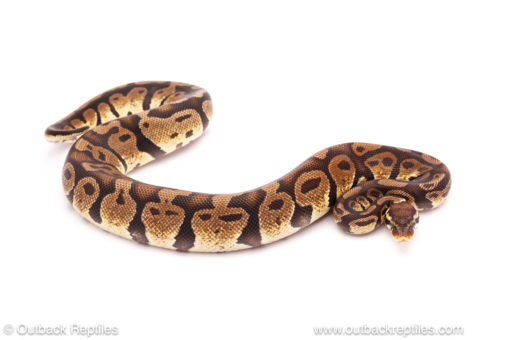 ball python for sale