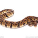 ball python for sale