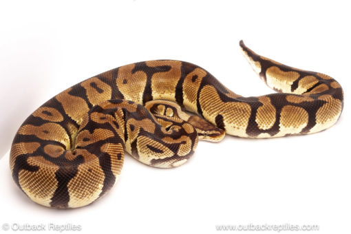 ball python for sale