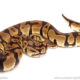 ball python for sale