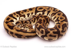 ball python for sale