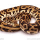 ball python for sale